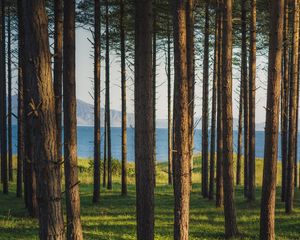 Превью обои деревья, лес, сосны, трава, река