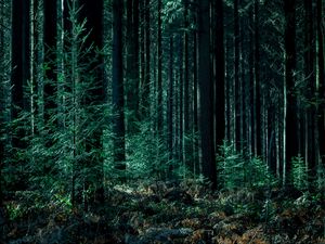 Превью обои деревья, лес, стволы, зеленый
