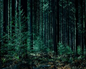Превью обои деревья, лес, стволы, зеленый