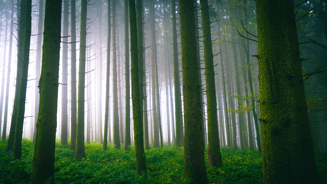 Обои деревья, лес, стволы, мох, туман