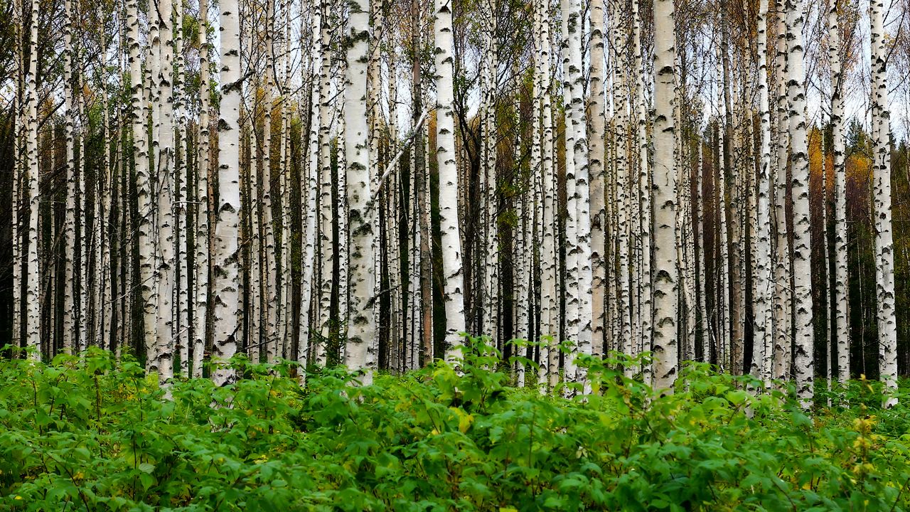 Описание фотографии в гиппенрейтера стволы берез