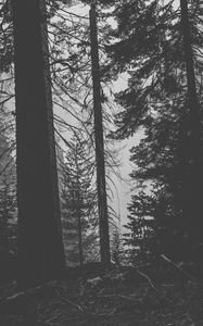 Превью обои деревья, лес, стволы, темный