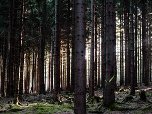 Превью обои деревья, лес, стволы, природа