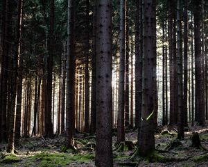 Превью обои деревья, лес, стволы, природа