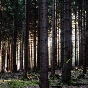 Превью обои деревья, лес, стволы, природа