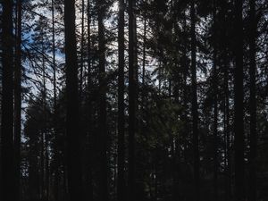 Превью обои деревья, лес, свет, природа, темный