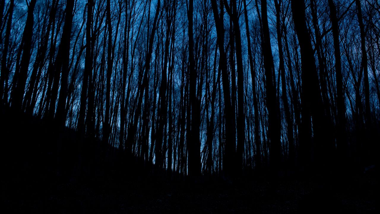 Обои деревья, лес, темный, ночь
