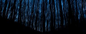 Превью обои деревья, лес, темный, ночь