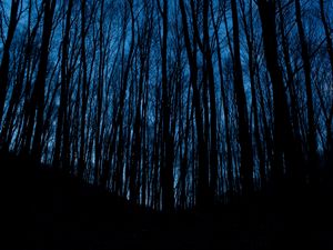 Превью обои деревья, лес, темный, ночь