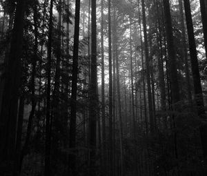 Превью обои деревья, лес, темный, стволы