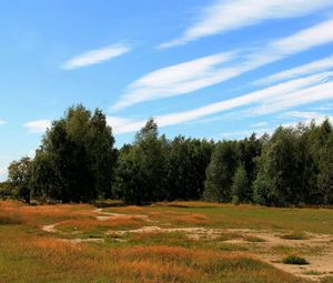 Превью обои деревья, лес, трава, осень