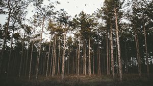 Превью обои деревья, лес, трава, вечер