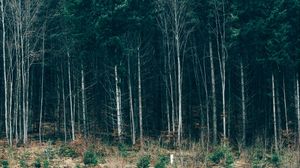 Превью обои деревья, лес, трава, небо, сербия
