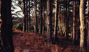 Превью обои деревья, лес, трава, солнечные лучи