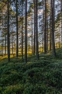 Превью обои деревья, лес, трава, небо, водоем