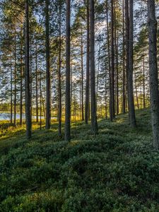 Превью обои деревья, лес, трава, небо, водоем