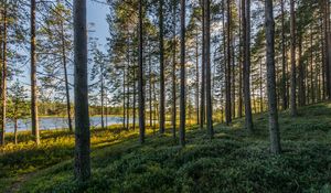 Превью обои деревья, лес, трава, небо, водоем