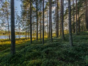 Превью обои деревья, лес, трава, небо, водоем