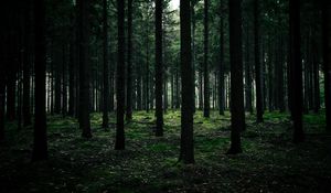 Превью обои деревья, лес, трава, мох