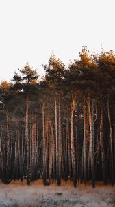 Превью обои деревья, лес, трава, ветки, небо