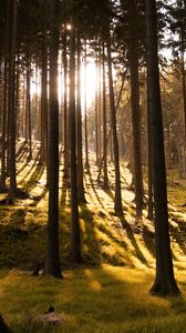 Превью обои деревья, лес, трава, солнечный свет, тени, природа