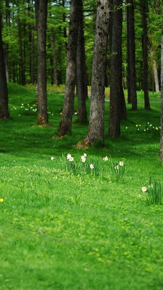 Поляна в лесу