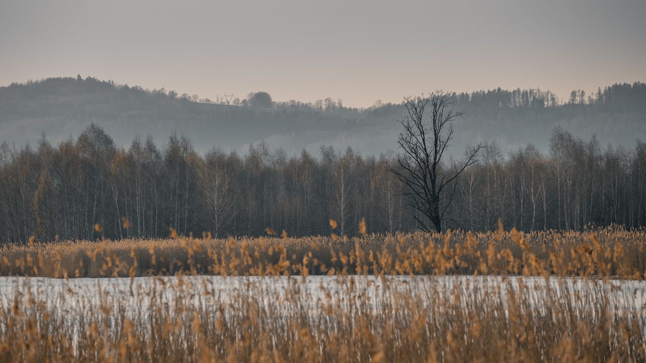 Обои деревья, лес, трава, природа, пейзаж