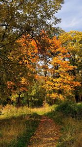 Превью обои деревья, лес, трропа, дорожка, осень, санкт-петербург