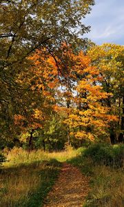Превью обои деревья, лес, трропа, дорожка, осень, санкт-петербург