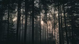 Превью обои деревья, лес, туман, темный, природа, пейзаж
