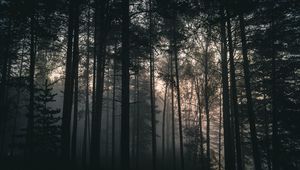 Превью обои деревья, лес, туман, темный, природа, пейзаж