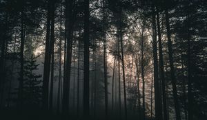 Превью обои деревья, лес, туман, темный, природа, пейзаж