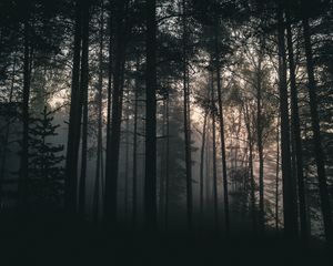 Превью обои деревья, лес, туман, темный, природа, пейзаж