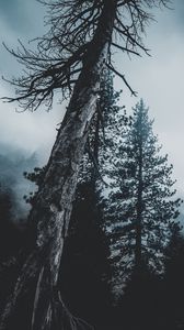 Превью обои деревья, лес, туман, верхушки
