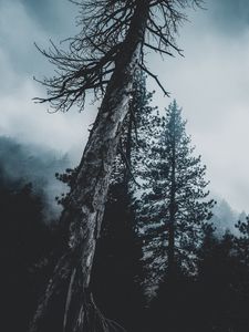 Превью обои деревья, лес, туман, верхушки