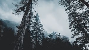 Превью обои деревья, лес, туман, верхушки