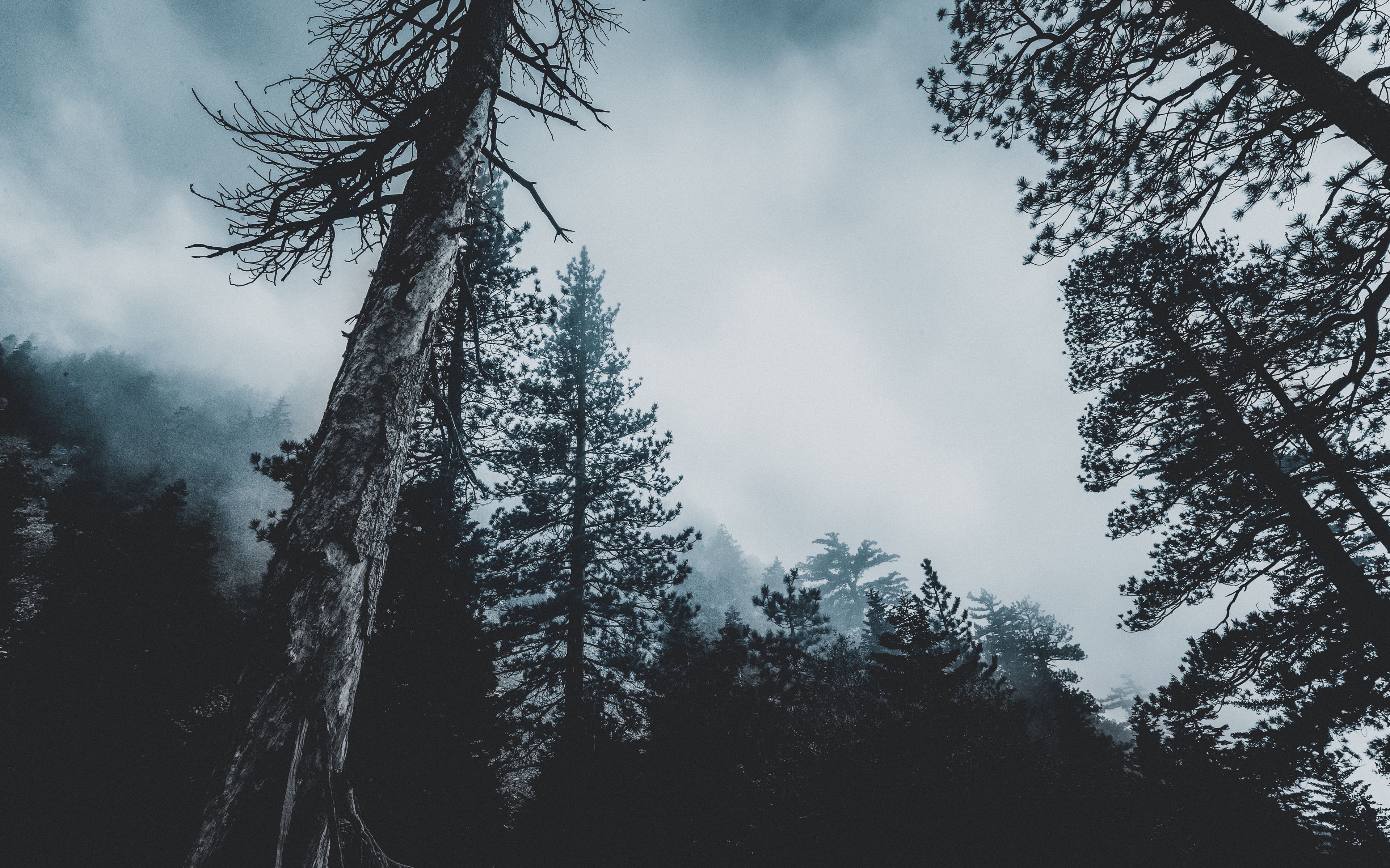 Он всему лесному году начало. Скандинавия лес Шварцвальд. Мрачный еловый лес. Темный еловый лес. Эстетика леса.