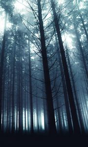 Превью обои деревья, лес, туман, природа, свет