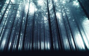 Превью обои деревья, лес, туман, природа, свет