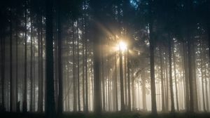 Превью обои деревья, лес, туман, свет, природа