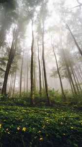 Превью обои деревья, лес, туман, природа, лето