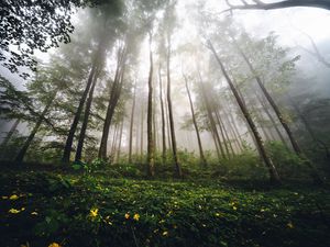 Превью обои деревья, лес, туман, природа, лето