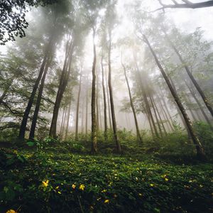 Превью обои деревья, лес, туман, природа, лето