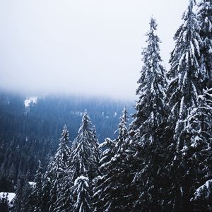 Превью обои деревья, лес, туман, сосны, снег