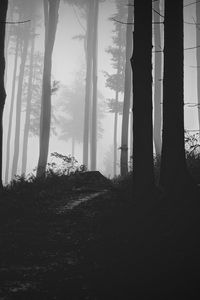 Превью обои деревья, лес, туман, чб