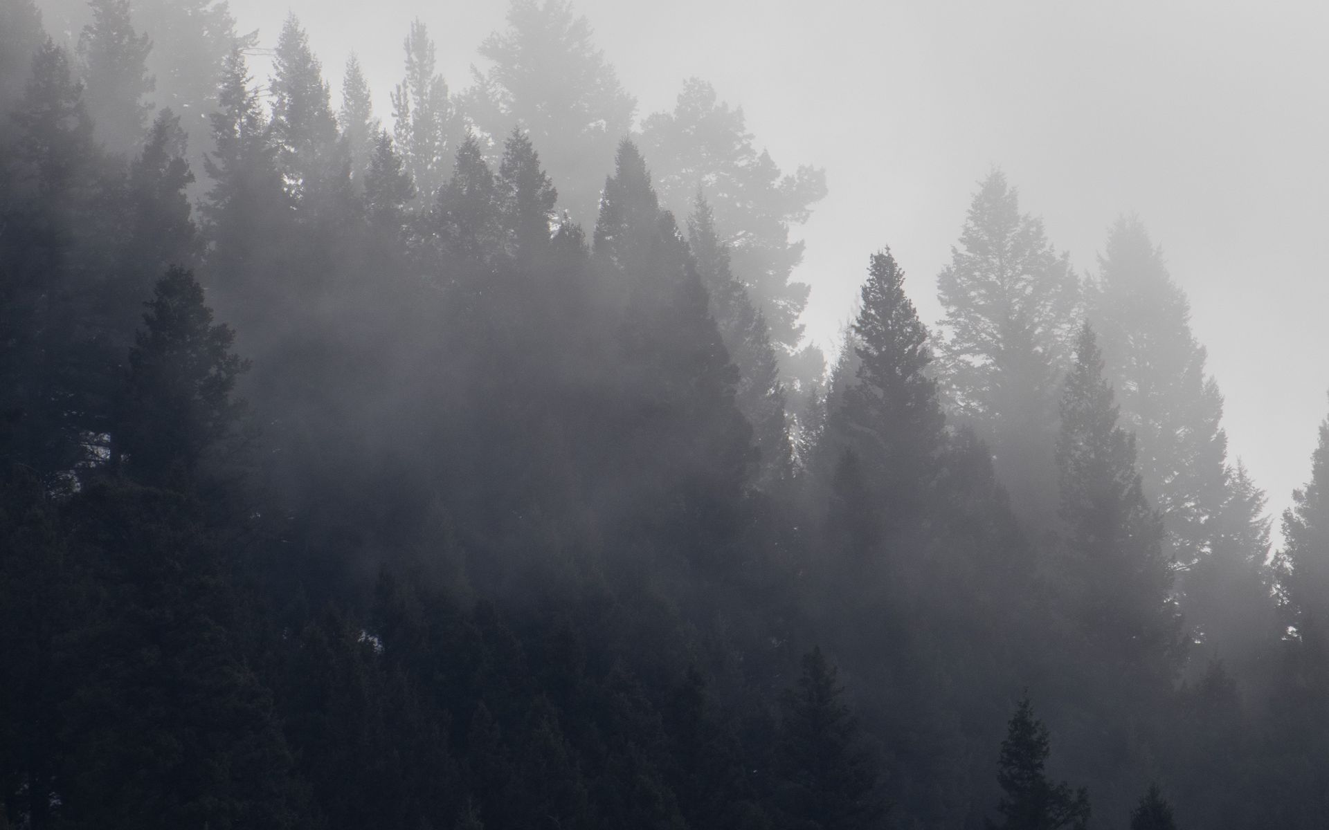 Туманный лес на рабочий стол