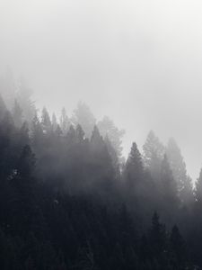 Превью обои деревья, лес, туман, облако