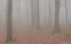 Превью обои деревья, лес, туман, осень
