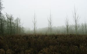 Превью обои деревья, лес, туман, природа
