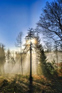 Превью обои деревья, лес, туман, солнце, природа